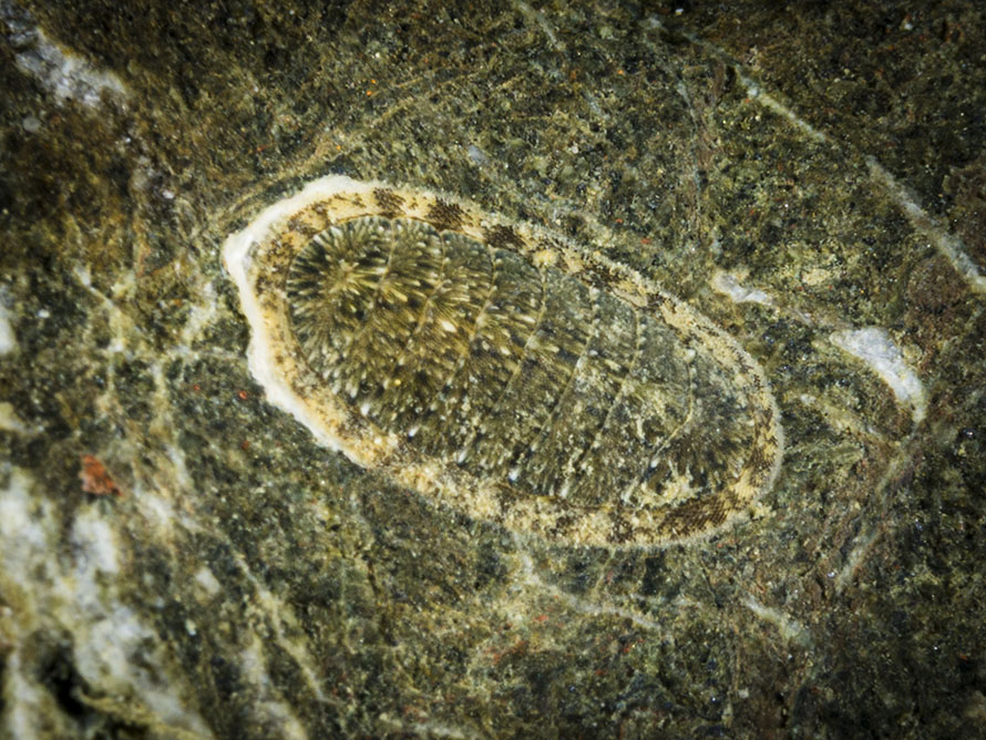 Ischnochiton caliginosus